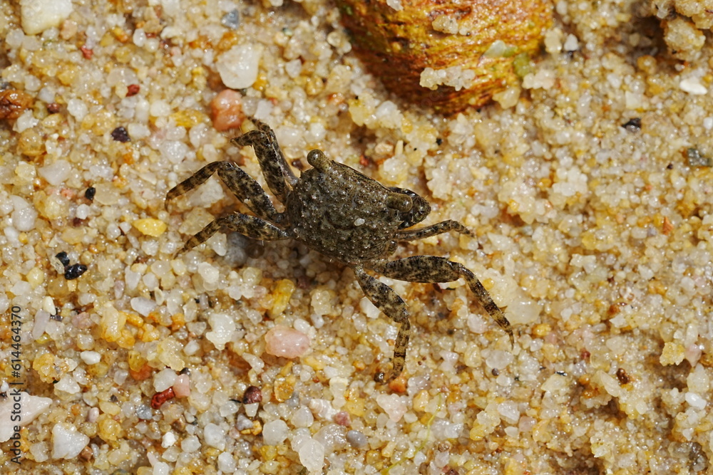 crab on the sand