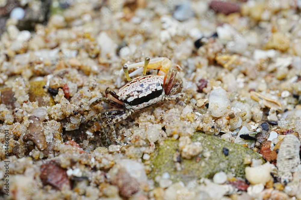 Uca arcuata|crabe violoniste|Bowed fiddler crab|弧边招潮蟹|招潮蟹 Uca arcuata|crabe violoniste|Bowed fiddler crab|弧边招潮蟹|招潮蟹