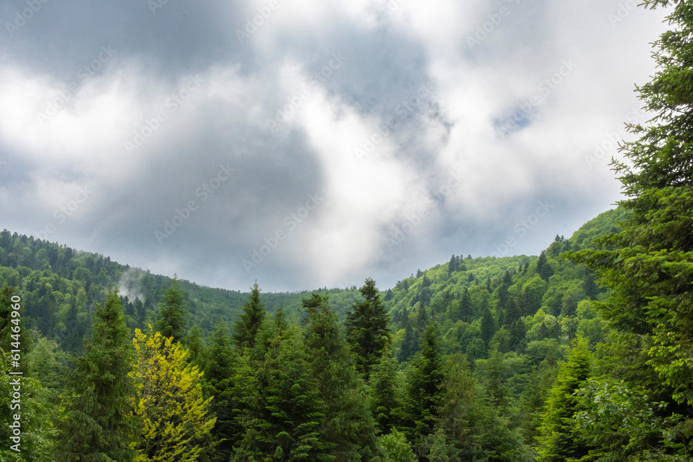panorama of the sunny Carpathian forest