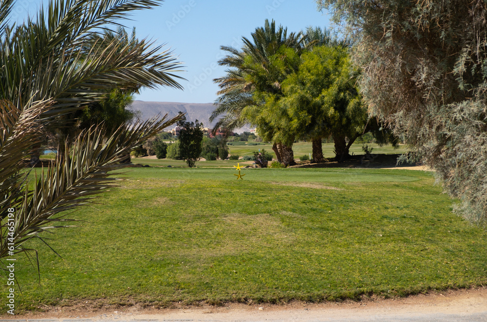 Beautiful plants and trees in El Gouna, Red Sea, Egypt, Africa