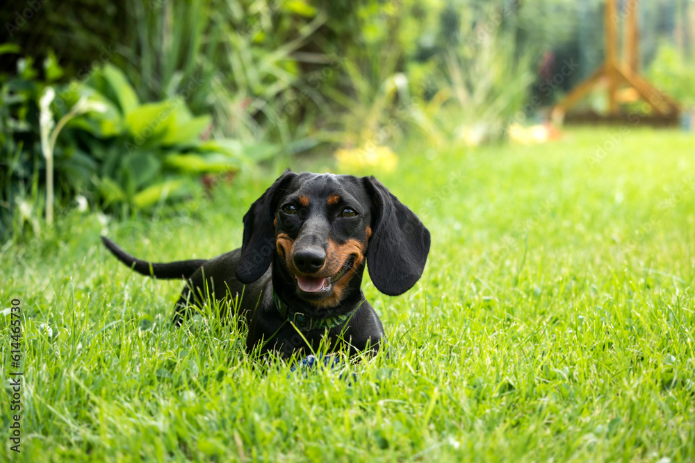 Black and tan dachshund puppy is playing with a ball on the green grass
Czarny podpalany szczeniak jamnika bawi się piłką na zielonej trawie