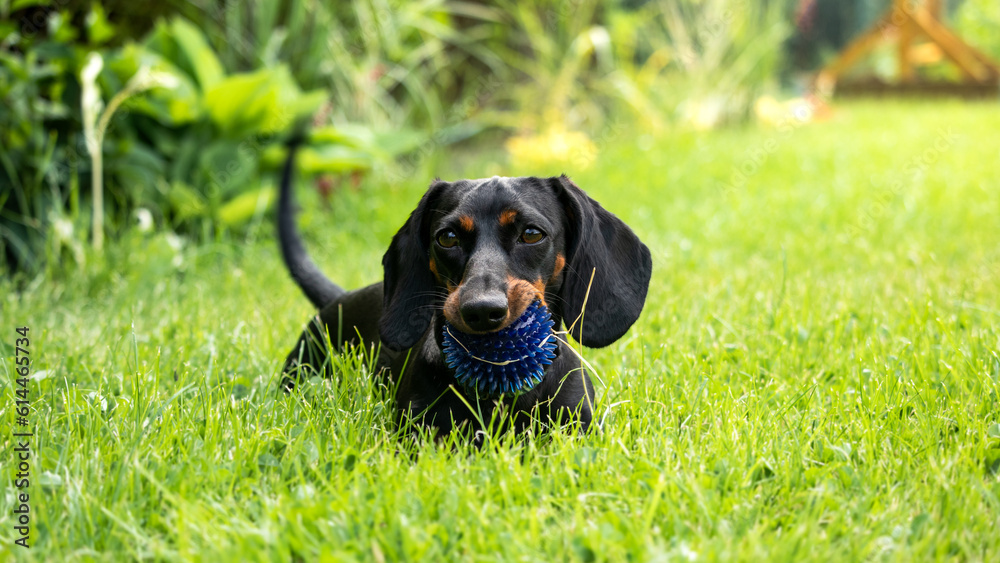 Black and tan dachshund puppy is playing with a ball on the green grass
