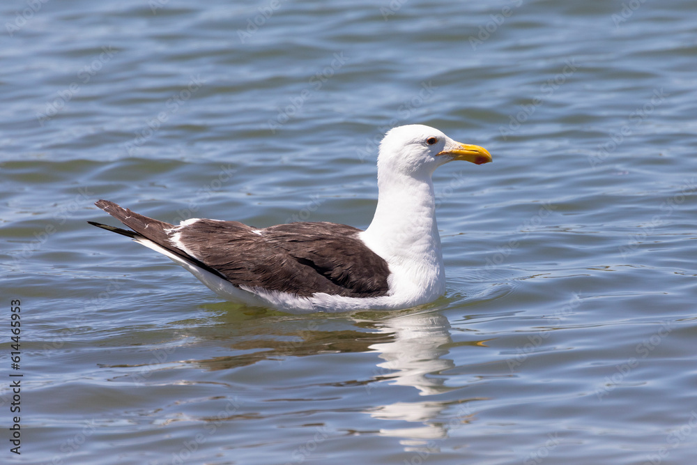 Kelp Gull (Larus dominicanus vetula), South Africa