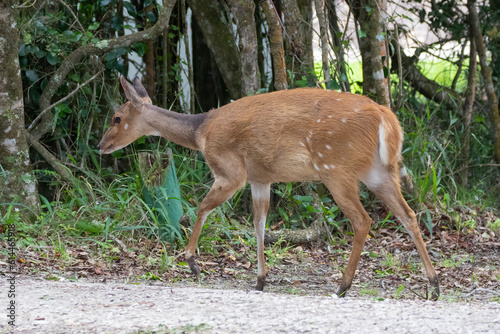 Foto Bushbuck ewe (Tragelaphus sylvaticus)