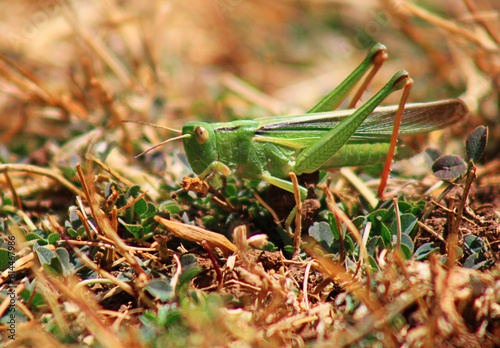 grasshopper on grass