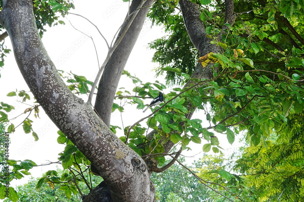 Copsychus saularis|Oriental magpie-robin|Copsychus|鵲鴝 Copsychus saularis|Oriental magpie-robin|Copsychus|鵲鴝