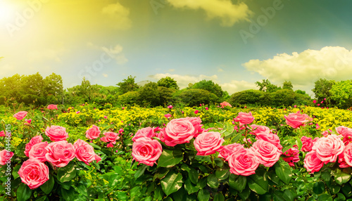 Fantasy summer panoramic photo background with rose field park
