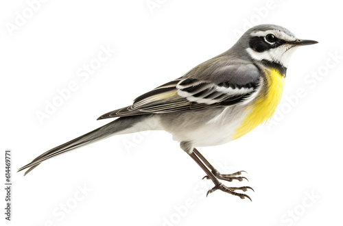 gray wagtail isolated on the transparent background PNG. AI generative.