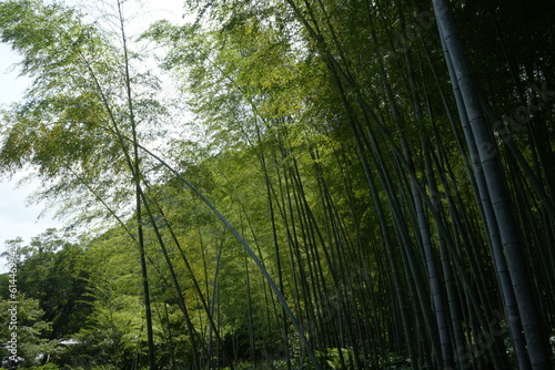 Bamboo Forest and Traditional Japanese Garden at Senganen Garden Park in Kagoshima  Japan -                                               