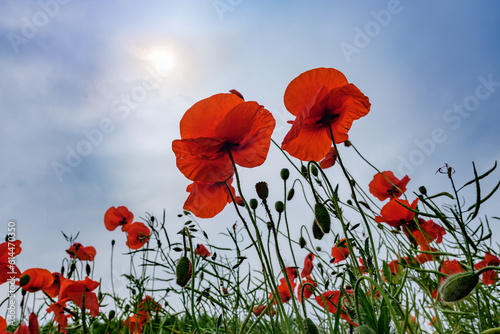 Fototapeta Naklejka Na Ścianę i Meble -  Maki na polu rzepaku