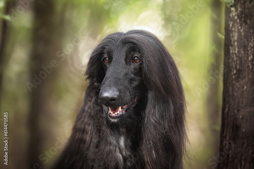 black Afghan Hounddog breed in the forest
