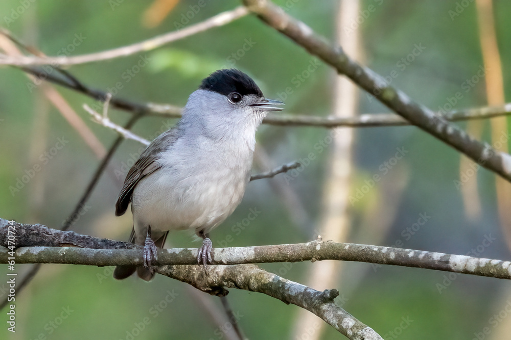 Blackcap