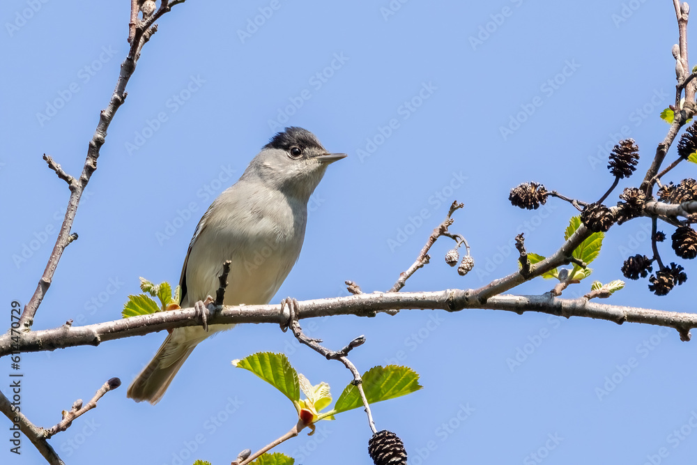 Blackcap