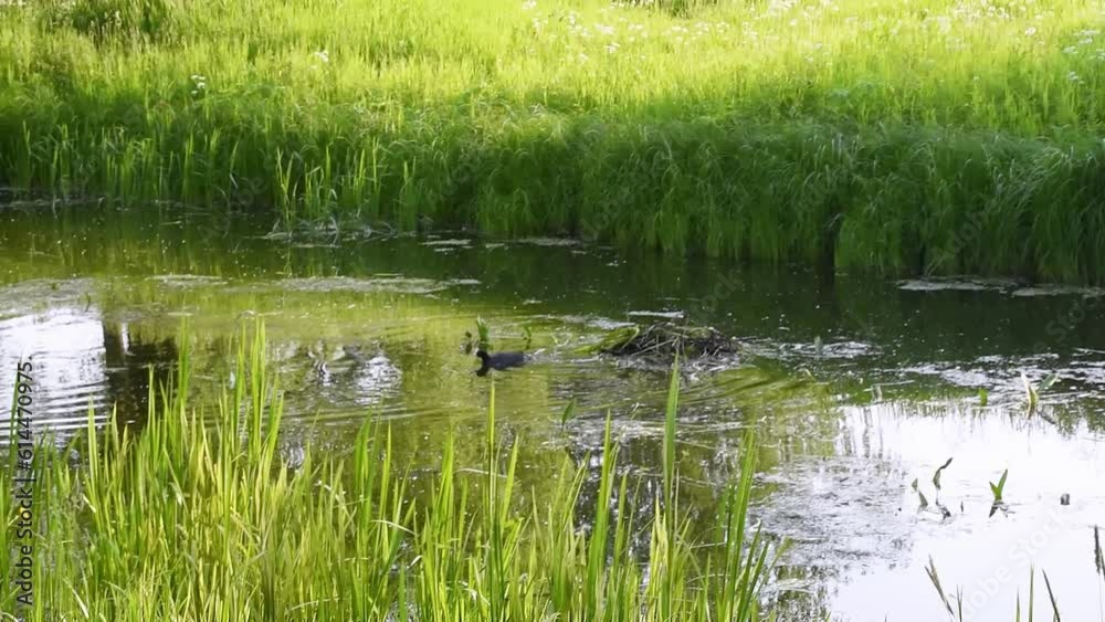 The Fulica Atra bird builds a nest in the middle of the river. The Fulica Atra bird builds a nest in the middle of the river.