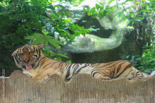 Fototapeta Naklejka Na Ścianę i Meble -  Close up Indochinese tiger is beautiful animal