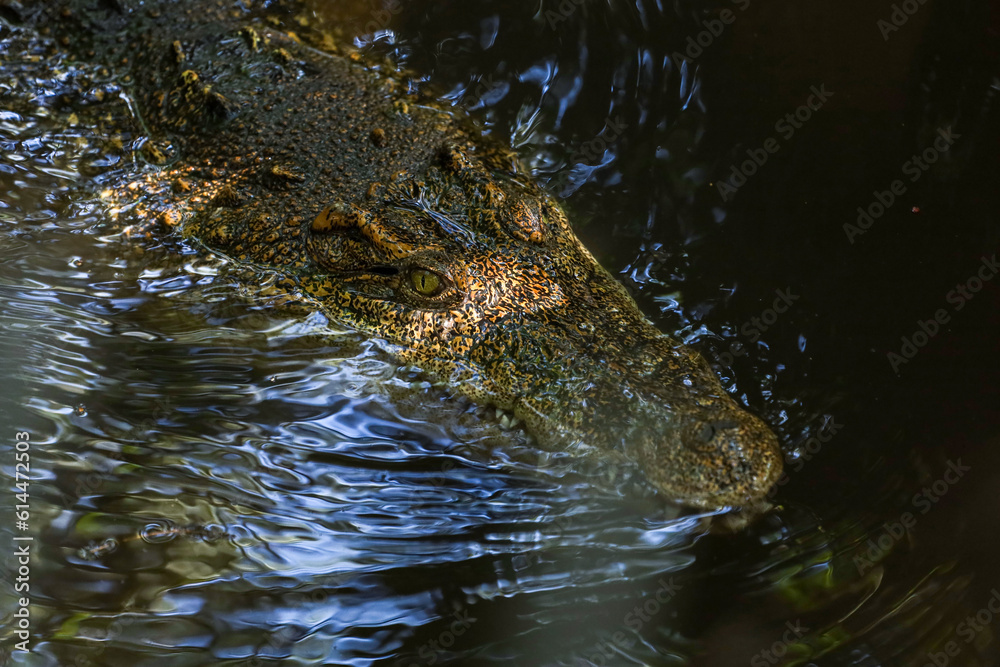 Close up eye crocodile is show head in river Close up eye crocodile is show head in river