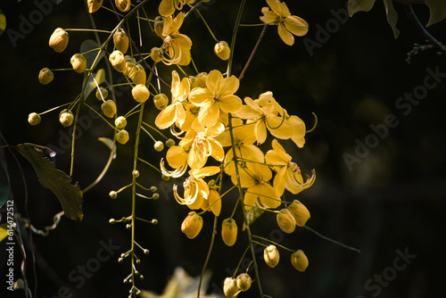 the flower