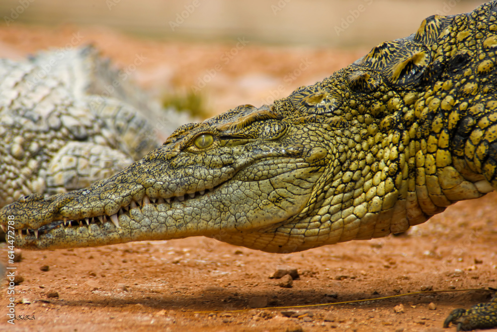 close up of a crocodile close up of a crocodile