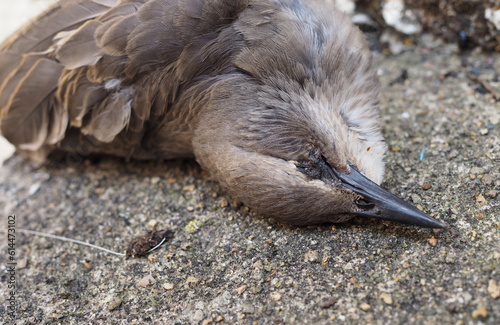 Принти на полотні Close up of dead juvenile starling in urban area – Sturnus vulgaris
