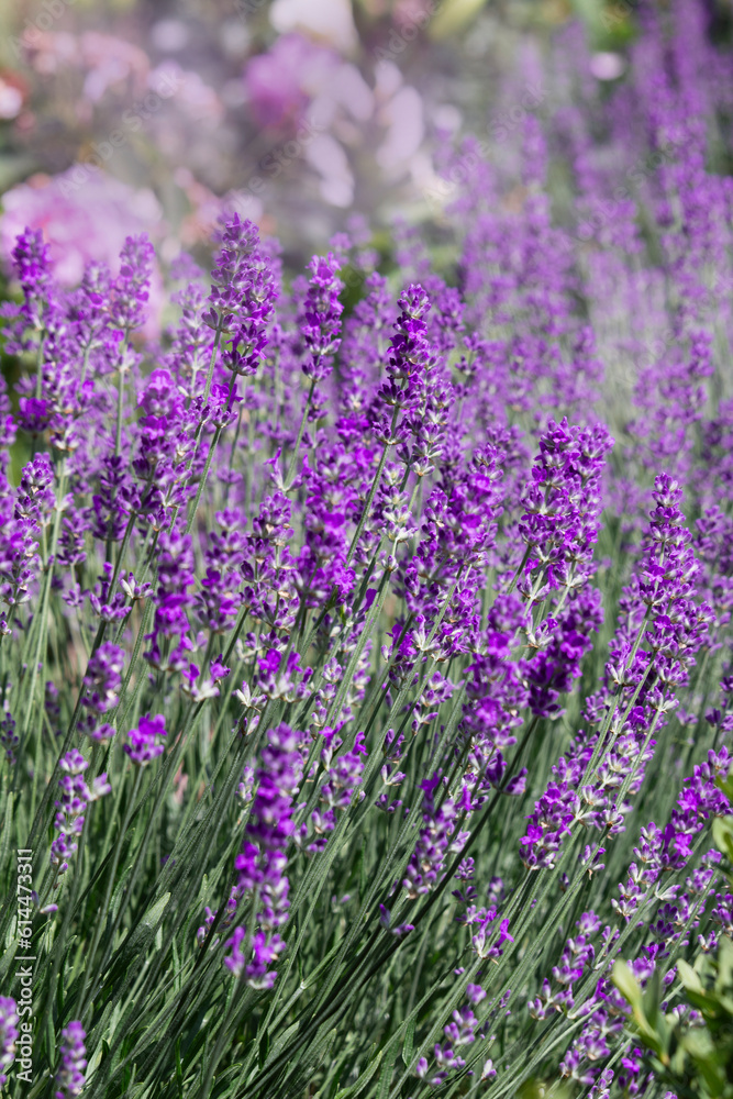 Purple lavender flowers close up. lavender bush in summer light Purple lavender flowers close up. lavender bush in summer light