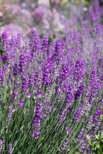 Purple lavender flowers close up. lavender bush in summer light