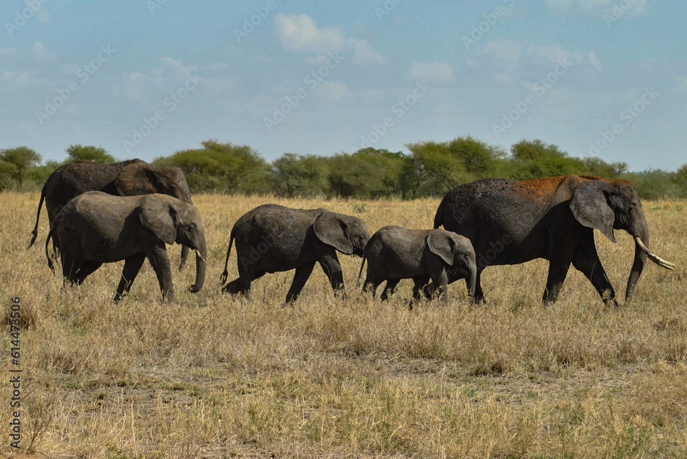 A herd of elephants with three babies, Tanzania