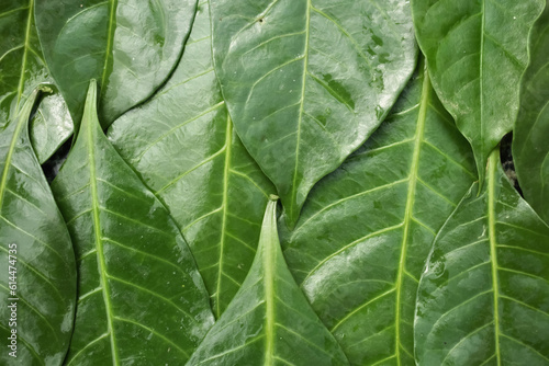 A closeup picture of Green leaves used as texture