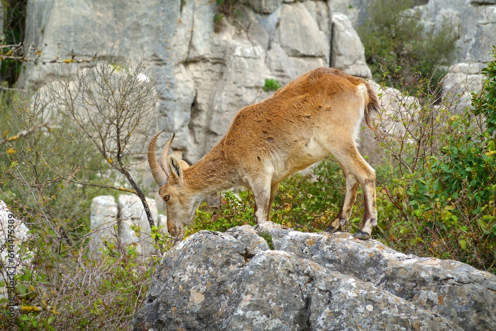 Naklejka premium Iberian or Spanish ibex (Capra pyrenaica),in El Torcal National Park in Andalusia, Spain, known for its strange limestone formations. 