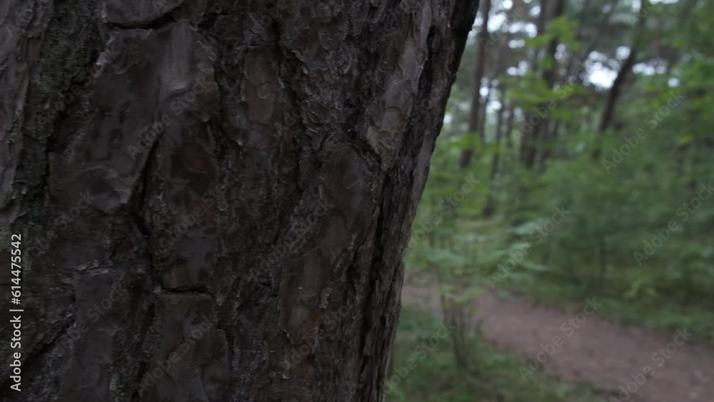 Pine grove path on the seashore. Baltic Sea. Pine grove path on the seashore. Baltic Sea.