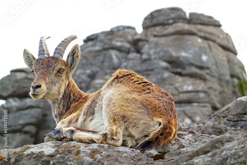 Iberian or Spanish ibex (Capra pyrenaica),in El Torcal National Park in Andalusia, Spain, known for its strange  limestone formations. 