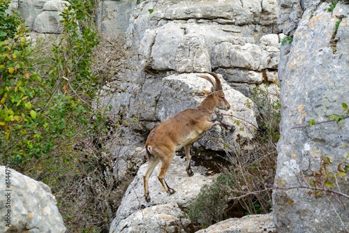 Iberian or Spanish ibex (Capra pyrenaica),in El Torcal National Park in Andalusia, Spain, known for its strange  limestone formations. 
