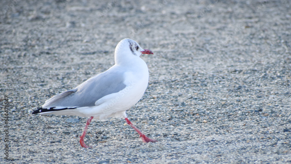 seagull on the beach of pangong lake seagull on the beach of pangong lake