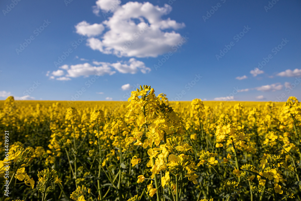 Obraz premium Yellow rapeseed field in the field and picturesque sky with white clouds. Blooming yellow canola flower meadows. Rapeseed crop in Ukraine.
