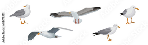 Gray and White Seagull Bird in Different Pose Vector Set