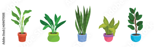 Potted House Plant and Growing Botany as Home Decor Vector Set