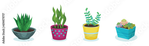 Potted House Plant and Growing Botany as Home Decor Vector Set