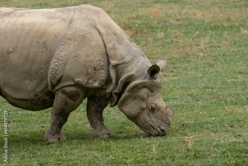 White Rhino (Ceratotherium simum). Rhino Treking in grassland © © Raymond Orton