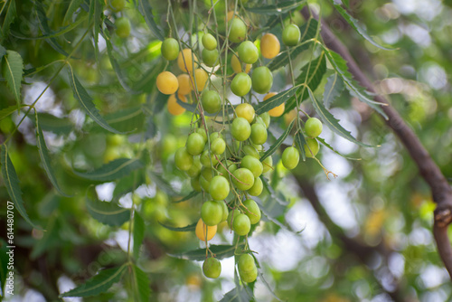 Fresh Neem fruit on tree with leaf on nature background, A leaves of neem tree and fruits growing natural medicinal