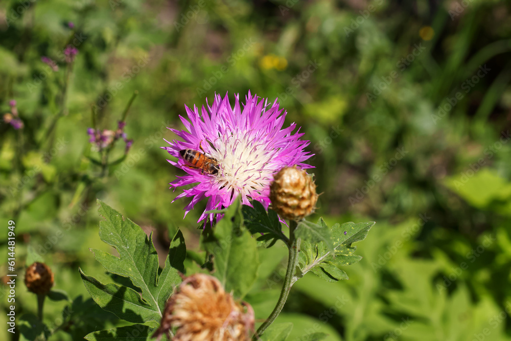 Honey bee collects pollen on a purple flower Honey bee collects pollen on a purple flower