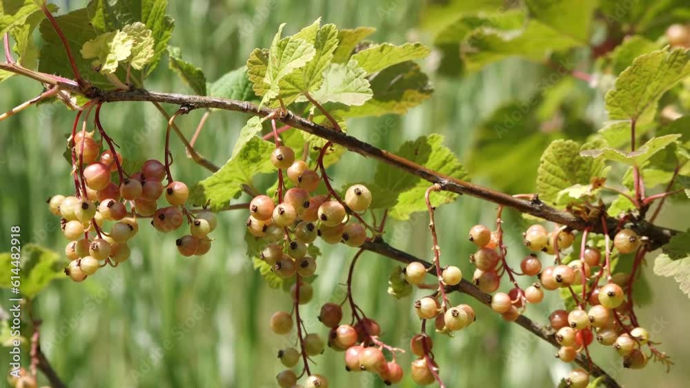 A currant bush with fruits in the garden A currant bush with fruits in the garden