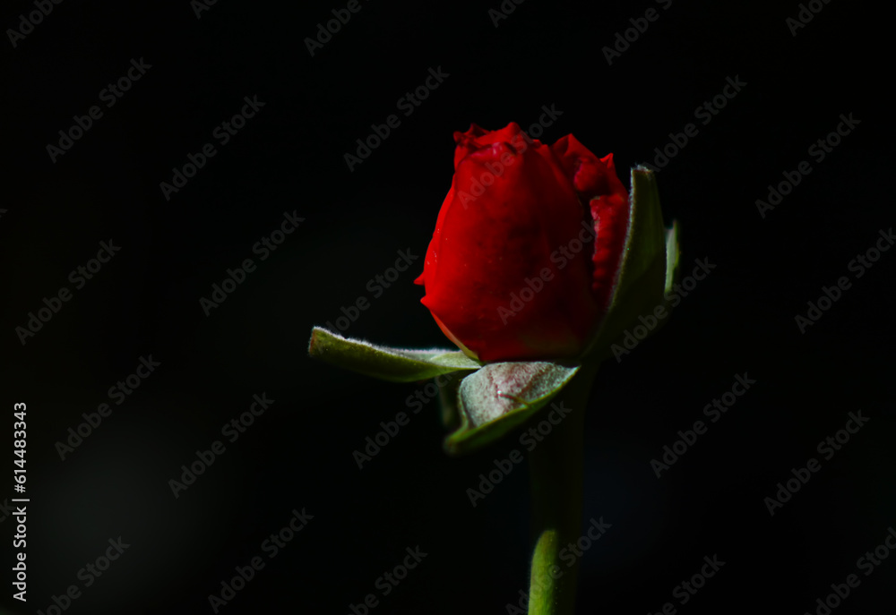 single red rose