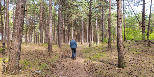 Hiker walking through the forest near Formerum at Wadden island Terschelling in Friesland province in The Netherlands photo