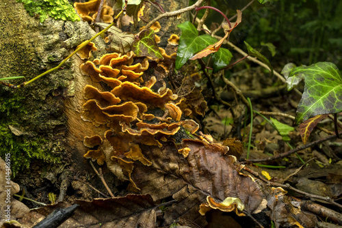 wide angle close up of a Serpula fungus ( Serpula lacrymans ) on a tree branch photo