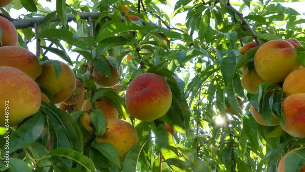 Red and yellow peaches ripening on a peach tree in the sunshine. Peach fruits ripening on the branches of a peach tree, branches with green leaves and sun rays on a sunny summer day - real time. Red and yellow peaches ripening on a peach tree in the sunshine. Peach fruits ripening on the branches of a peach tree, branches with green leaves and sun rays on a sunny summer day - real time.