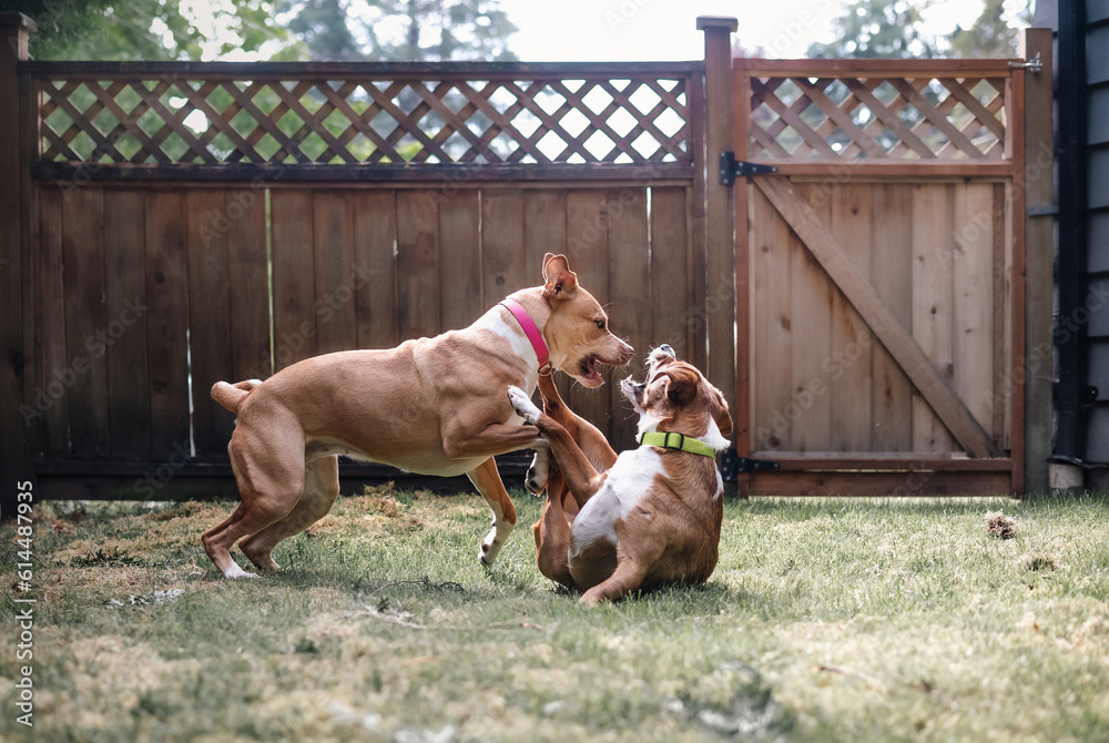 Two dogs playing rough in backyard. Young dogs play fighting with open