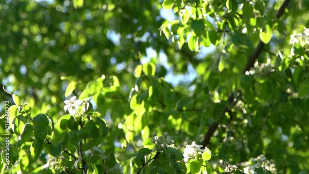 Green leaves. White appletree blossoms sway in the wind. Spring flowering garden. Floral natural background. Delicate flowers in the sunlight day. Blur bokeh nature. Flower bloom bud Leaf closeup Green leaves. White appletree blossoms sway in the wind. Spring flowering garden. Floral natural background. Delicate flowers in the sunlight day. Blur bokeh nature. Flower bloom bud Leaf closeup