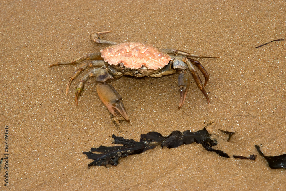 Crabe nageur; macropipus depurator Crabe nageur; macropipus depurator