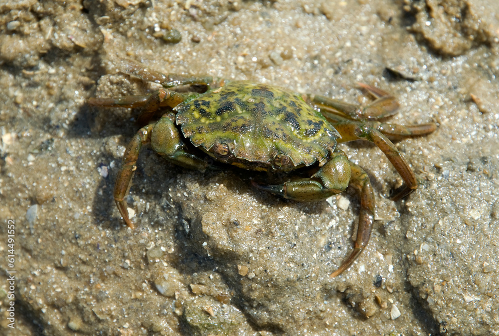 Crabe vert; Crabe enragé; carcinus maenas