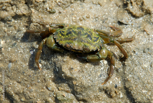 Crabe vert  Crabe enrag    carcinus maenas