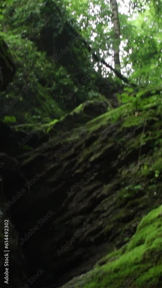 Forest Jungle Trees River Green Plants Amazon Rain Forest Amazonia Forest Jungle Trees River Green Plants Amazon Rain Forest Amazonia